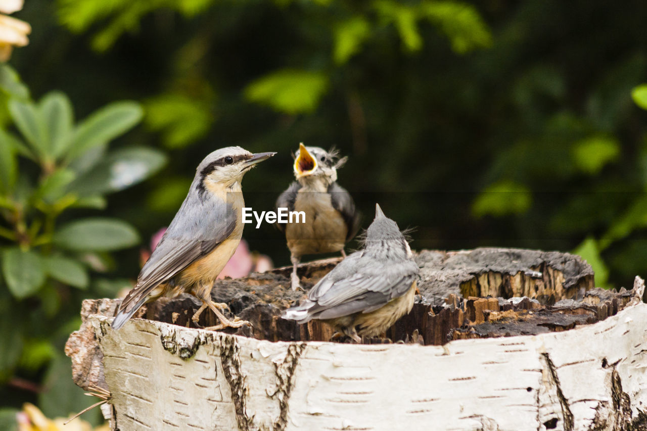 Close-up of birds perching on tree