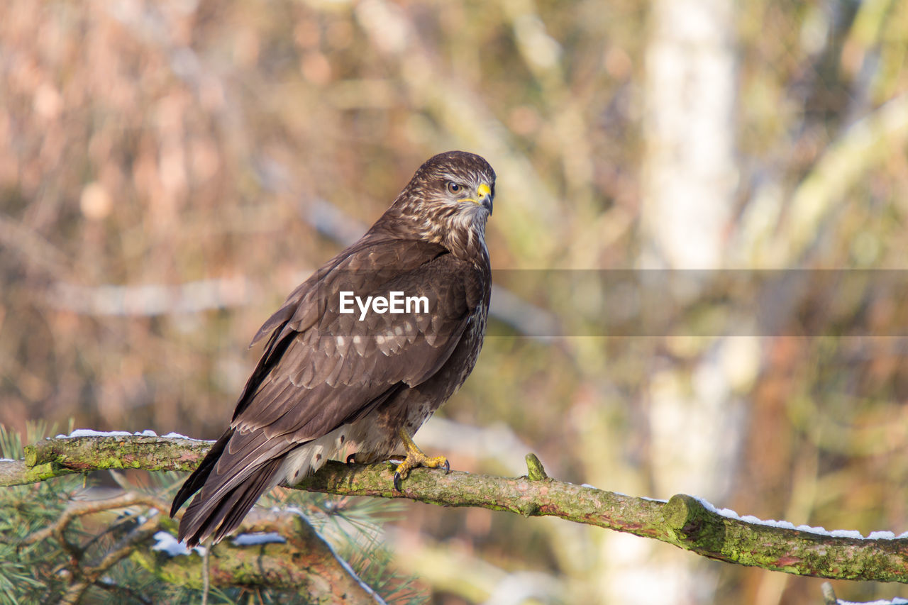 Buzzard sits on a frosty branch in winter