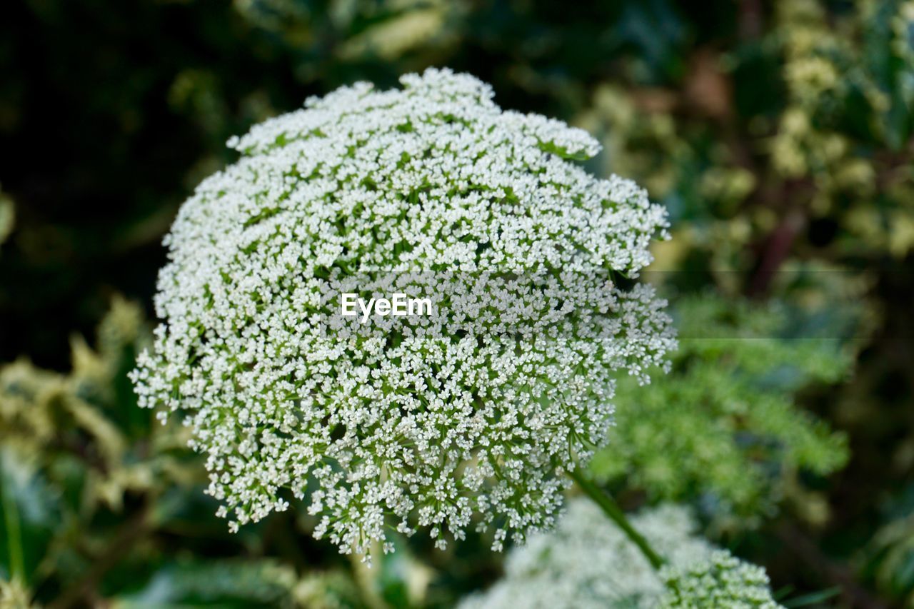 Close-up of flowers growing in park
