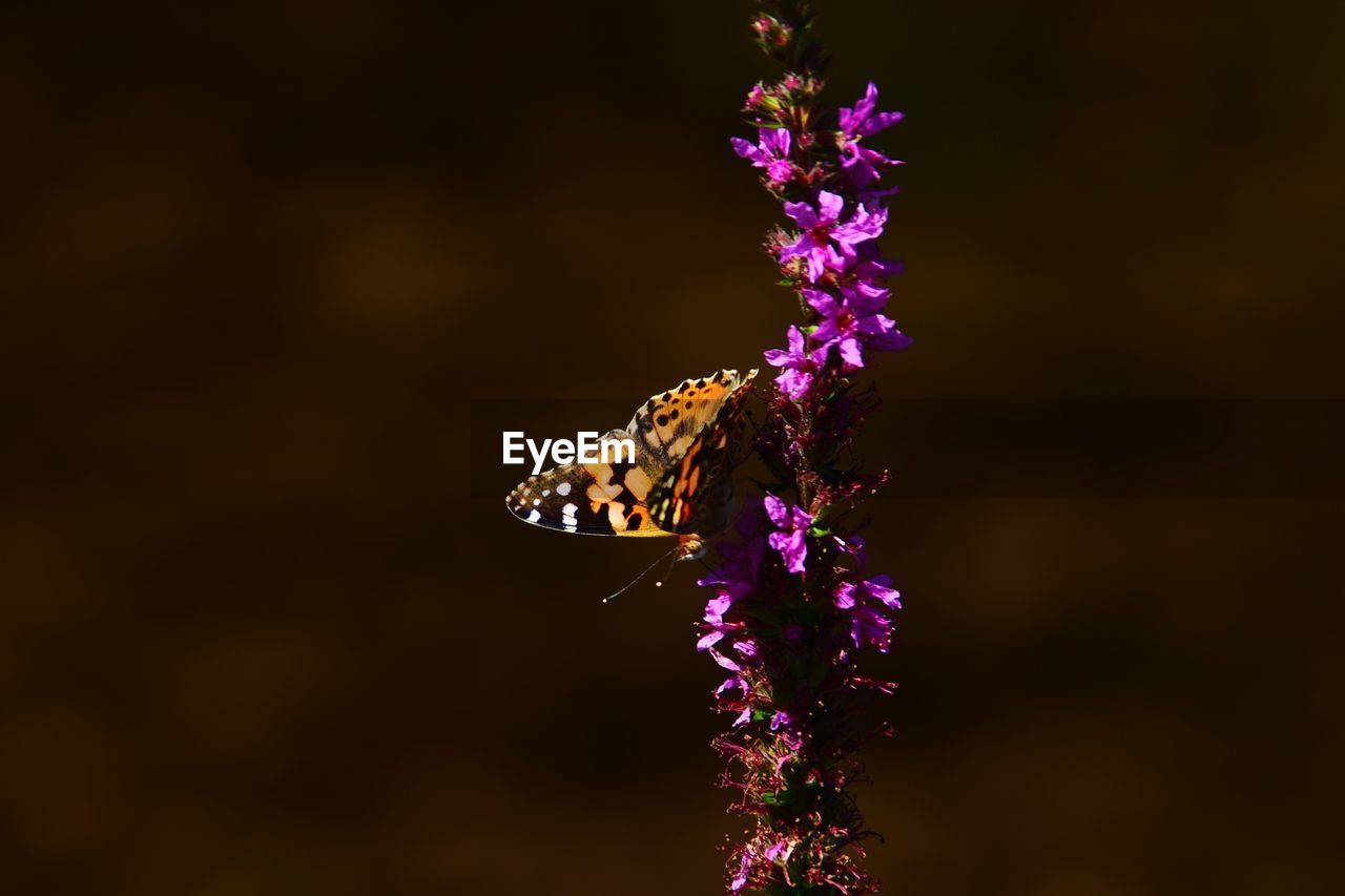 Close-up of butterfly on purple flower