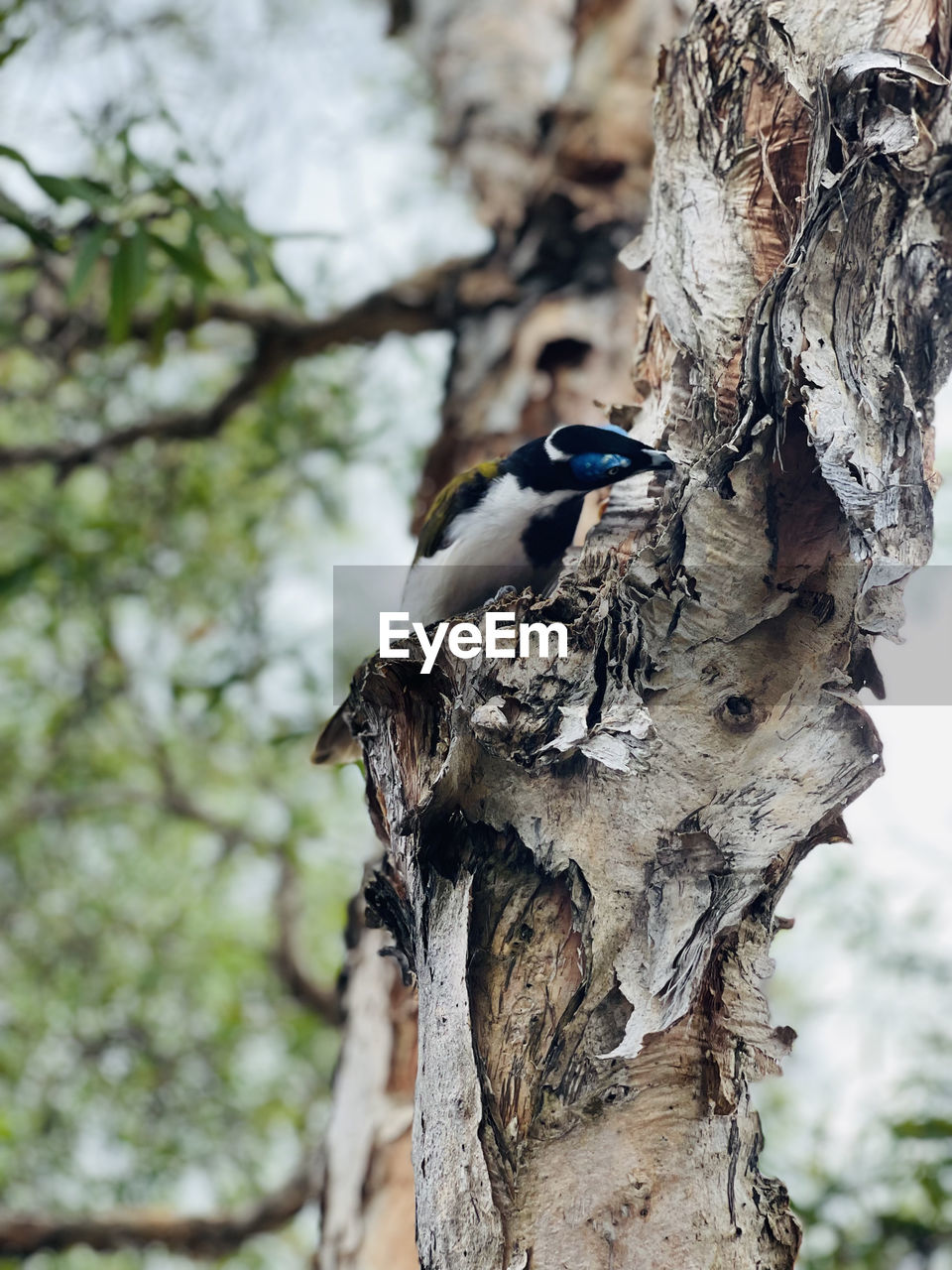 tree, animal themes, animal wildlife, animal, wildlife, bird, plant, branch, tree trunk, trunk, one animal, nature, woodpecker, perching, focus on foreground, no people, outdoors, day, plant bark, spring, beauty in nature, wood