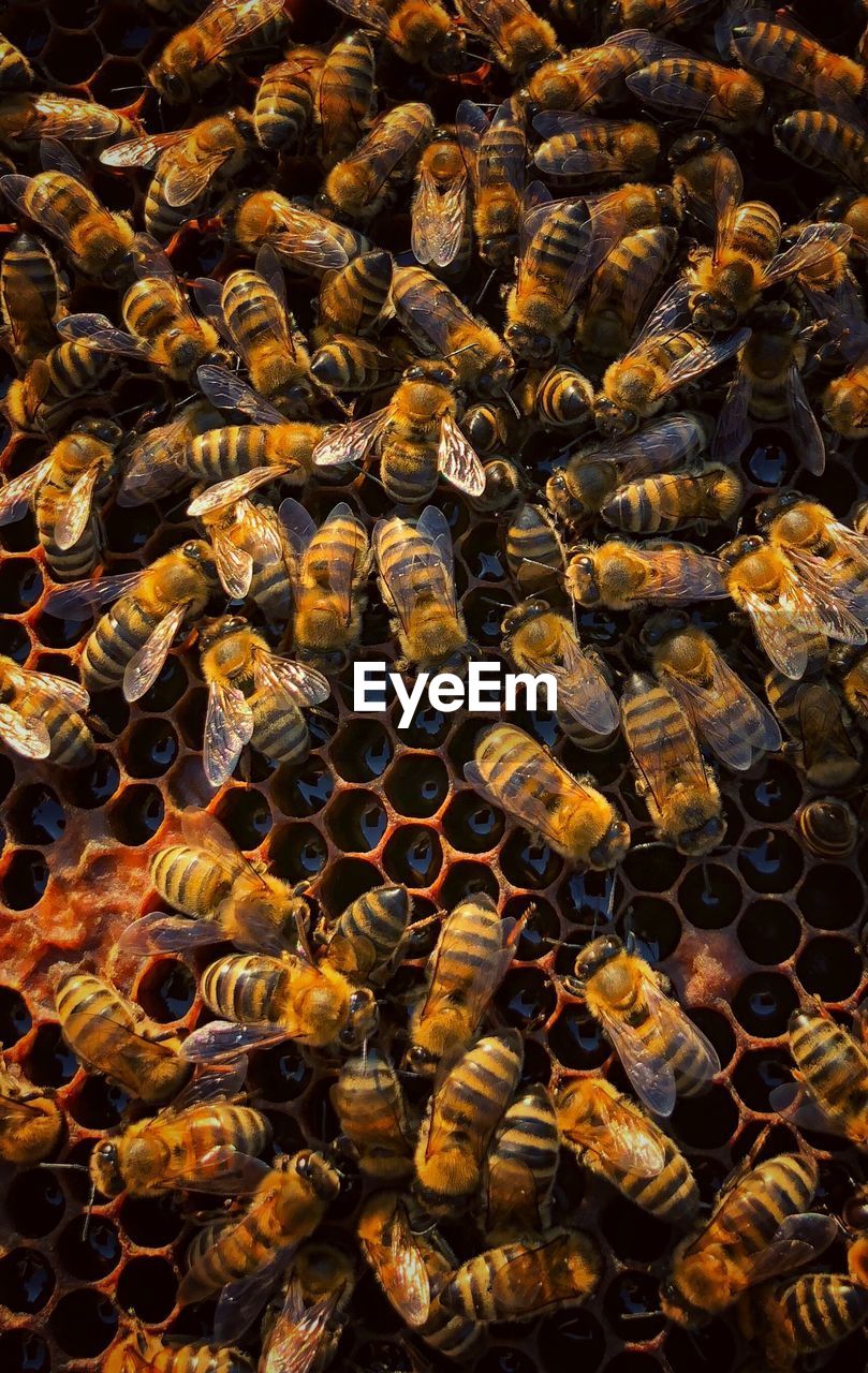 High angle view of bees