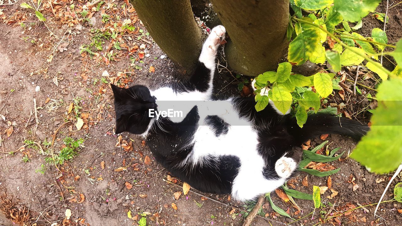 HIGH ANGLE VIEW OF CAT BY PLANTS