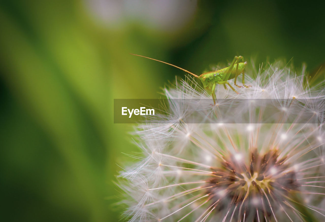 Close-up of dandelion on plant