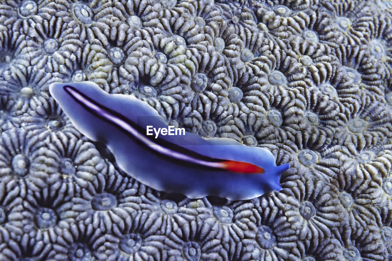 Beautiful bifurcated flatworm (psuedoceros bifurcus) on blue hard cora