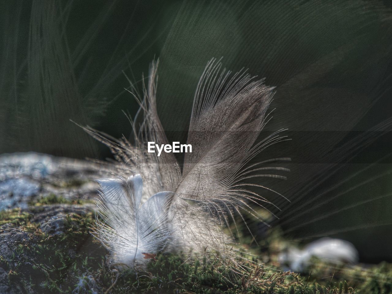 Close-up of feather on rock