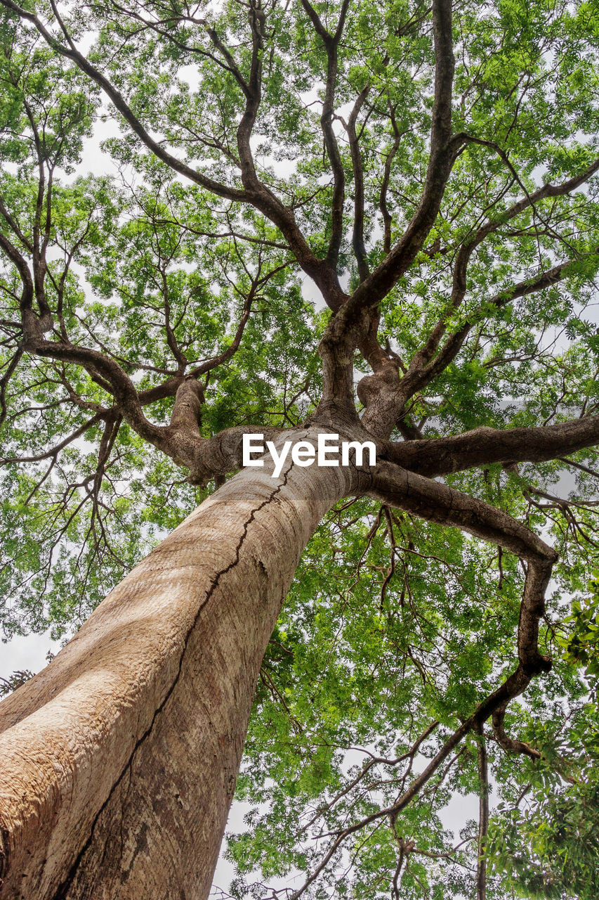 Low angle view of tree in forest against sky