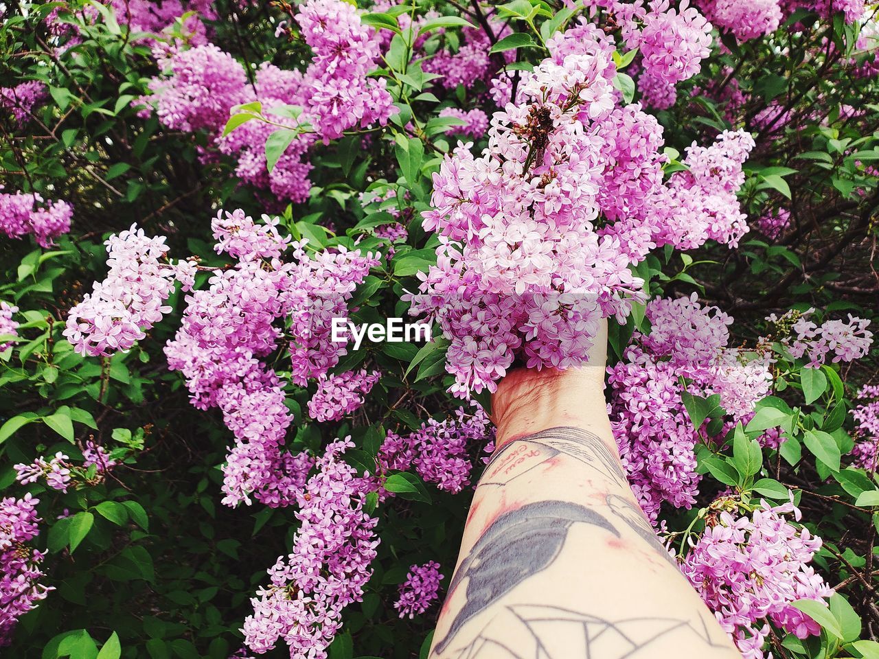 Cropped hand of woman holding pink flowering plants