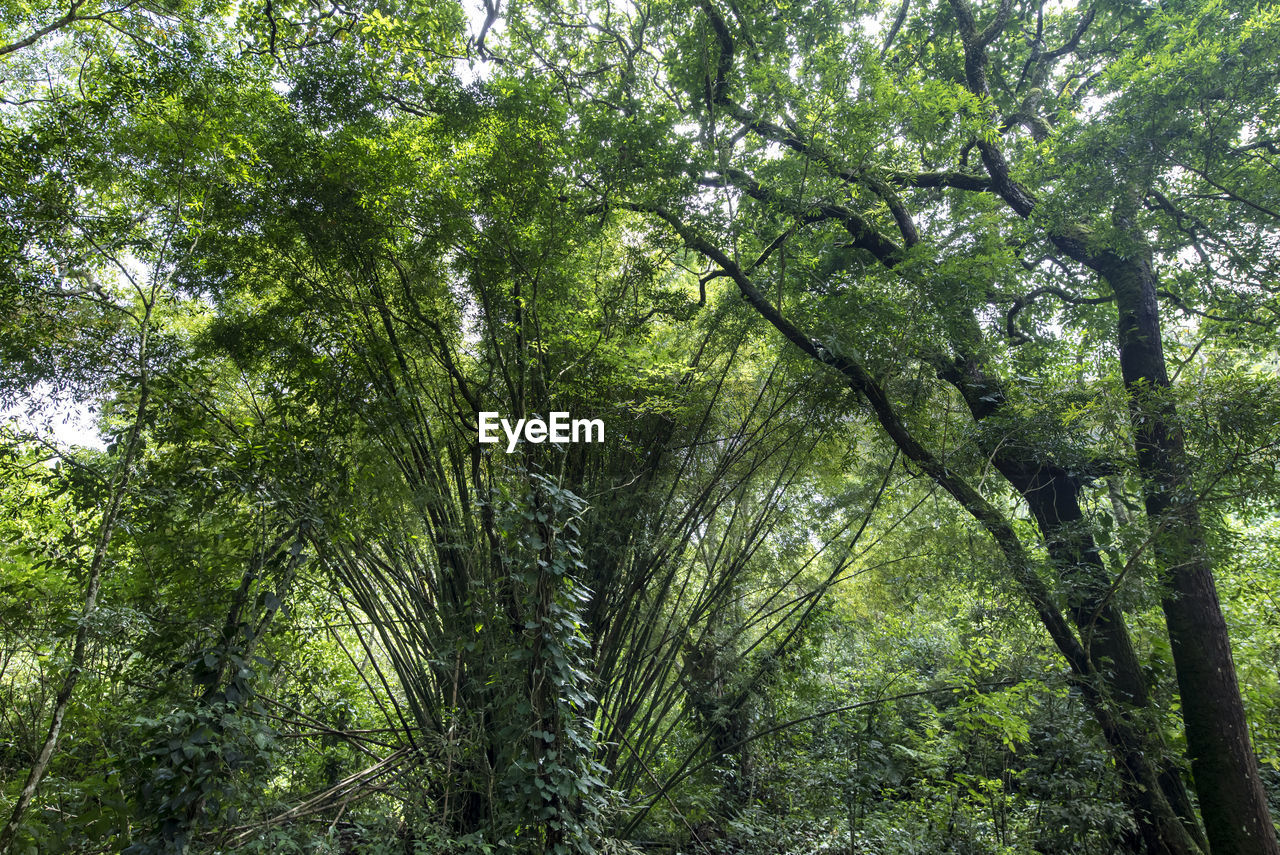 Full frame shot of bamboo trees in tropical rainforest