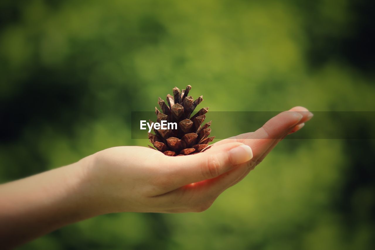 Close-up of hand holding pine cone
