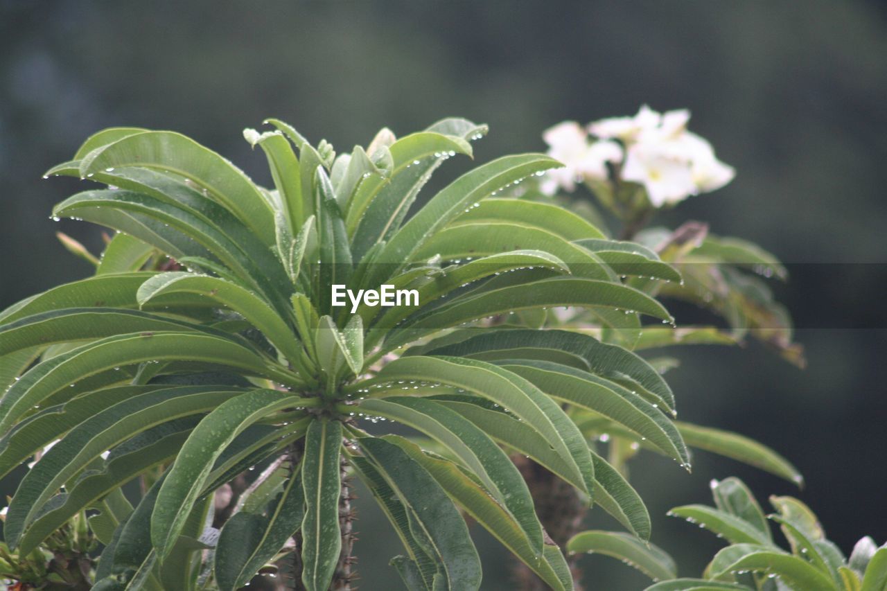 CLOSE-UP OF FRESH PLANT