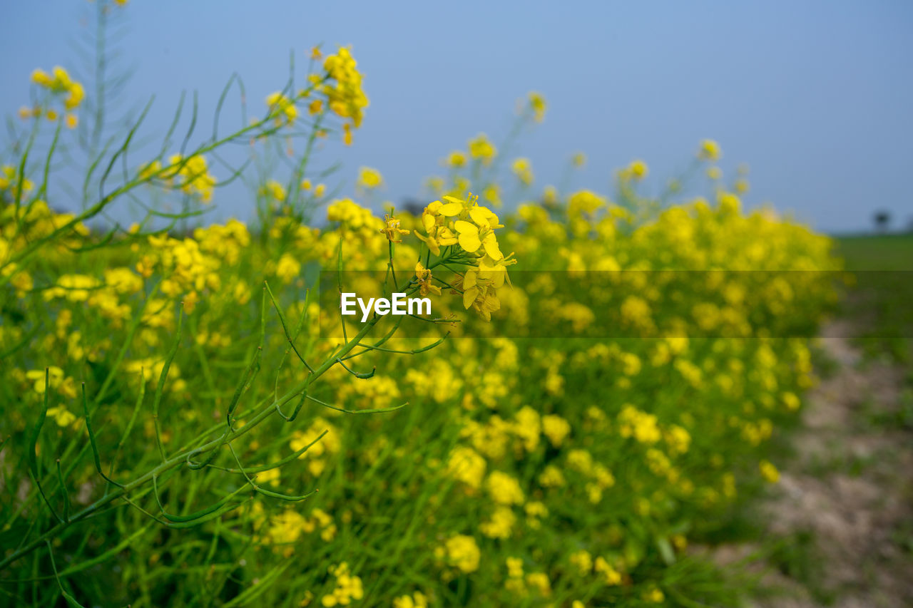 CLOSE-UP OF FRESH YELLOW FLOWERING PLANTS IN FIELD
