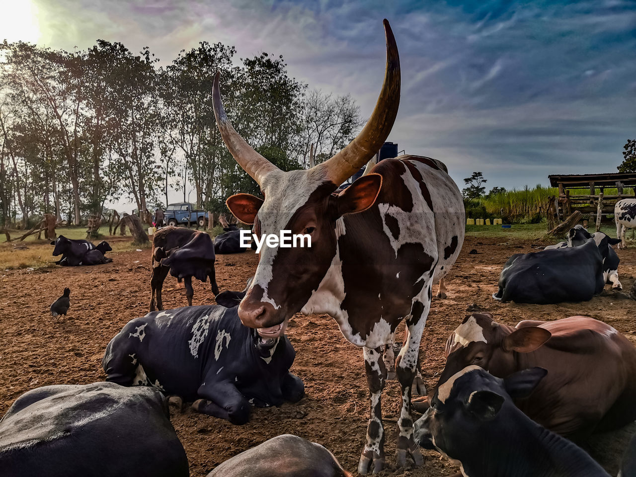 animal, animal themes, mammal, cattle, domestic animals, livestock, animal wildlife, bull, group of animals, nature, sky, dairy cow, agriculture, horned, wildlife, ox, domestic cattle, cow, pet, plant, landscape, outdoors, cloud, rural scene, farm, herd, no people, field, horn, land