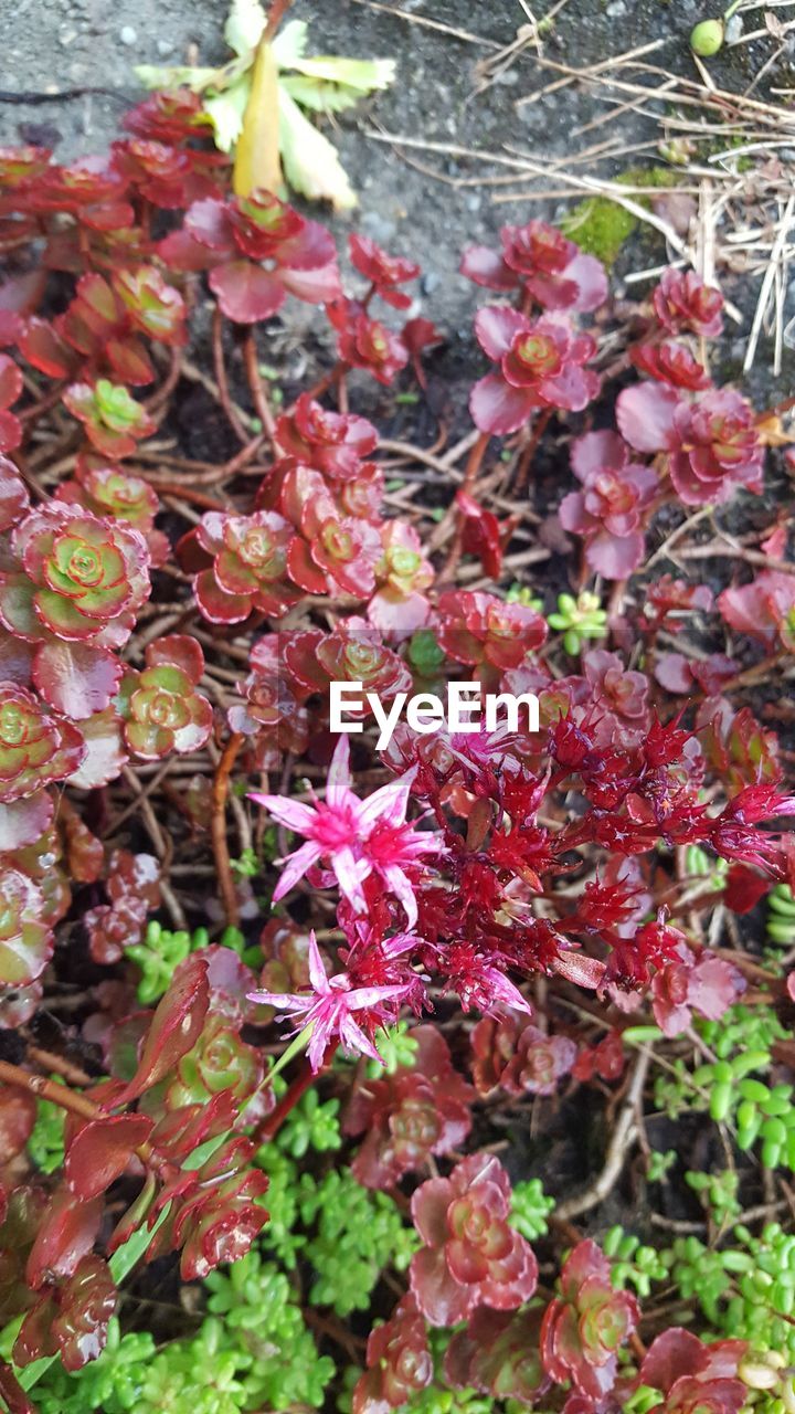 CLOSE-UP OF PINK FLOWERS GROWING OUTDOORS