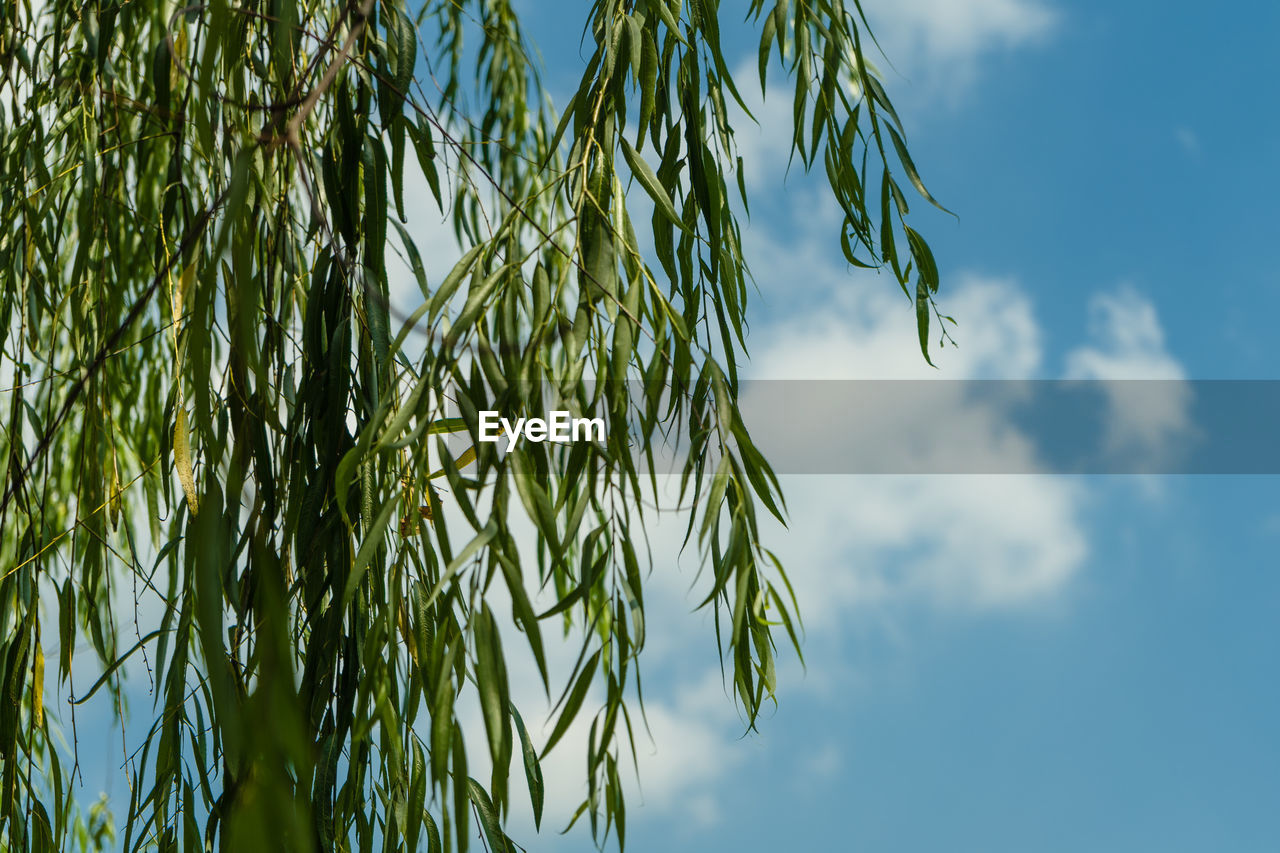 Low angle view of plants against sky