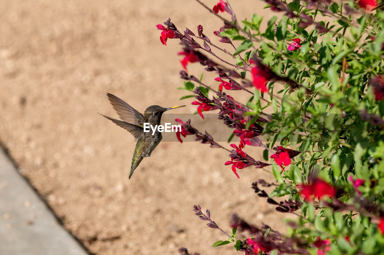 High angle view of hummingbird flying by flowering plant