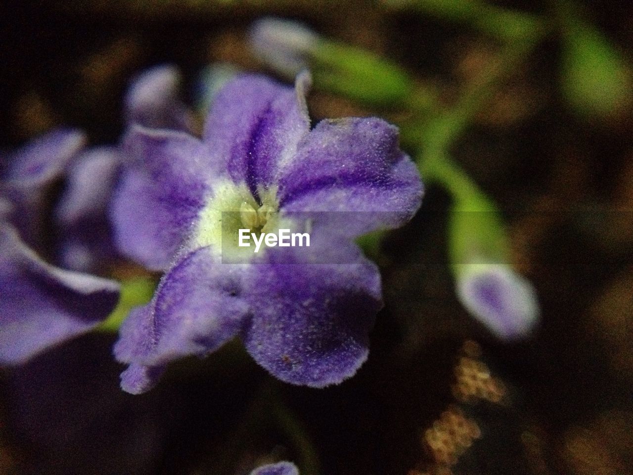 CLOSE-UP OF PURPLE FLOWERS BLOOMING