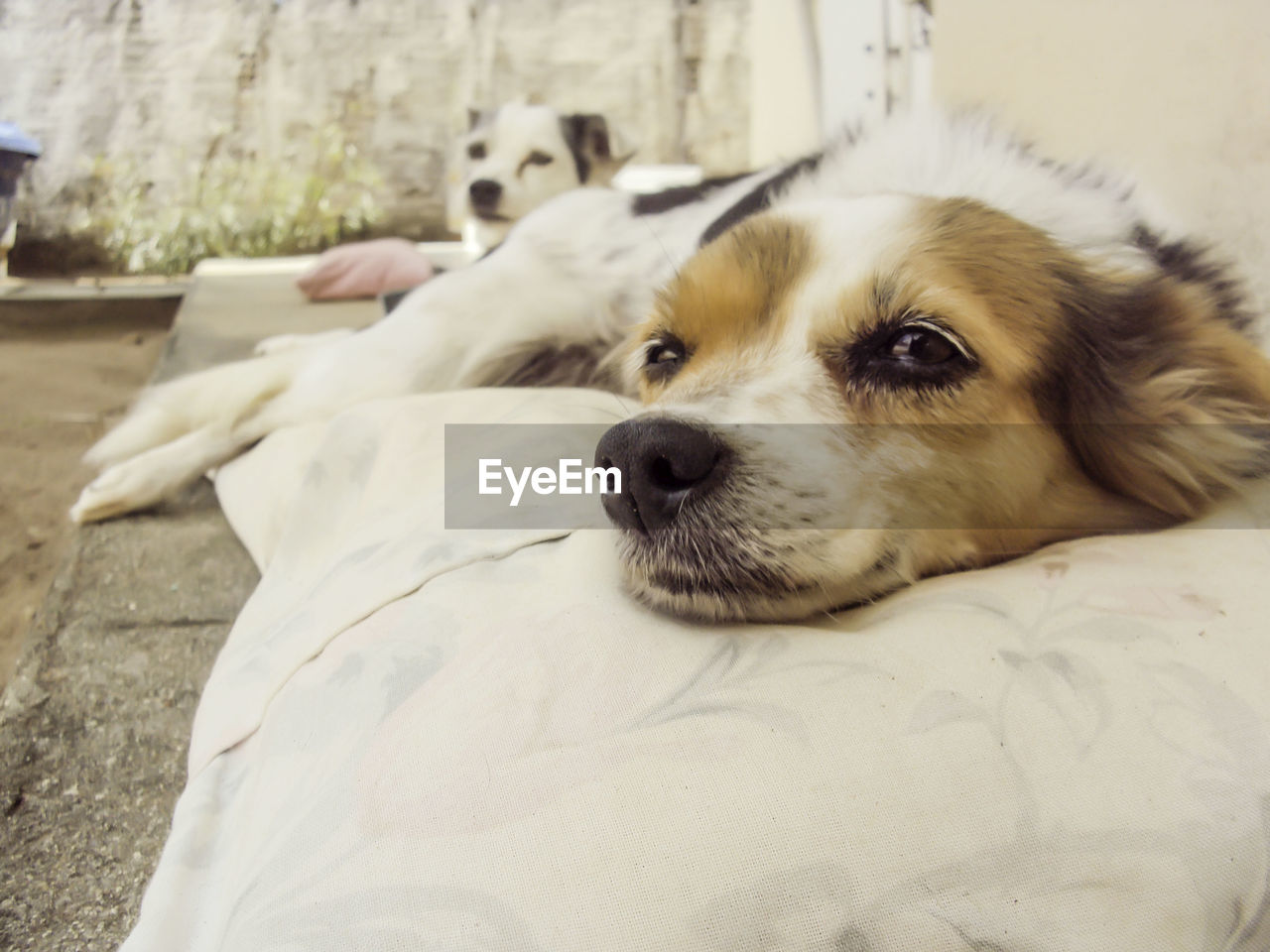 Close-up portrait of dog relaxing on bed