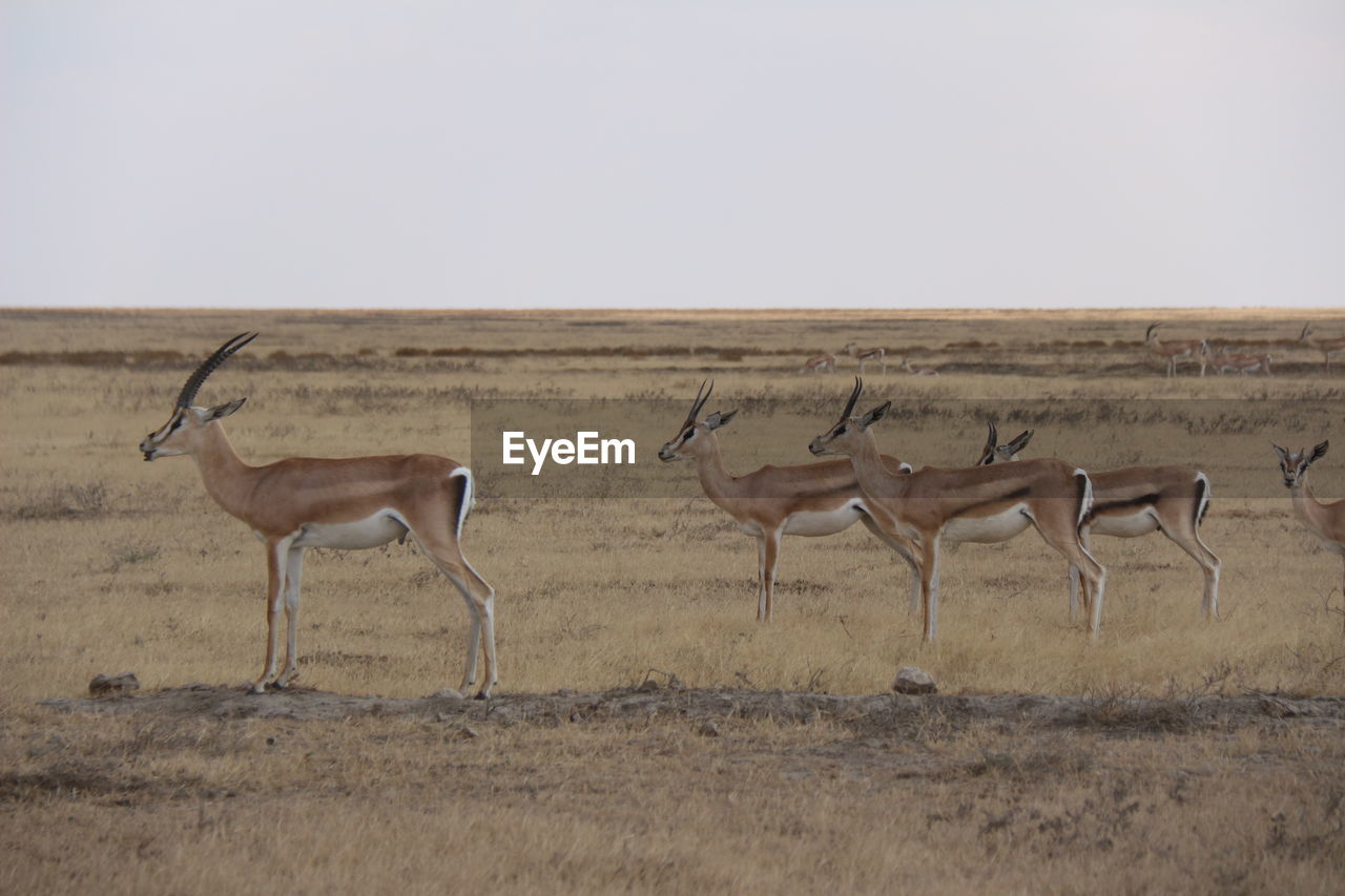 FLOCK OF DEER STANDING ON FIELD