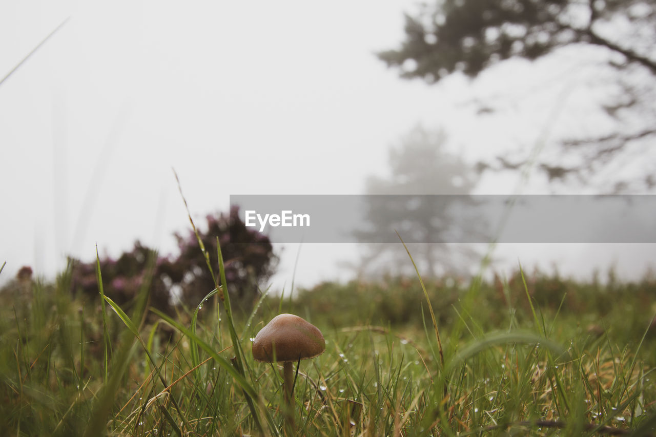 Close-up of mushroom growing on field against sky