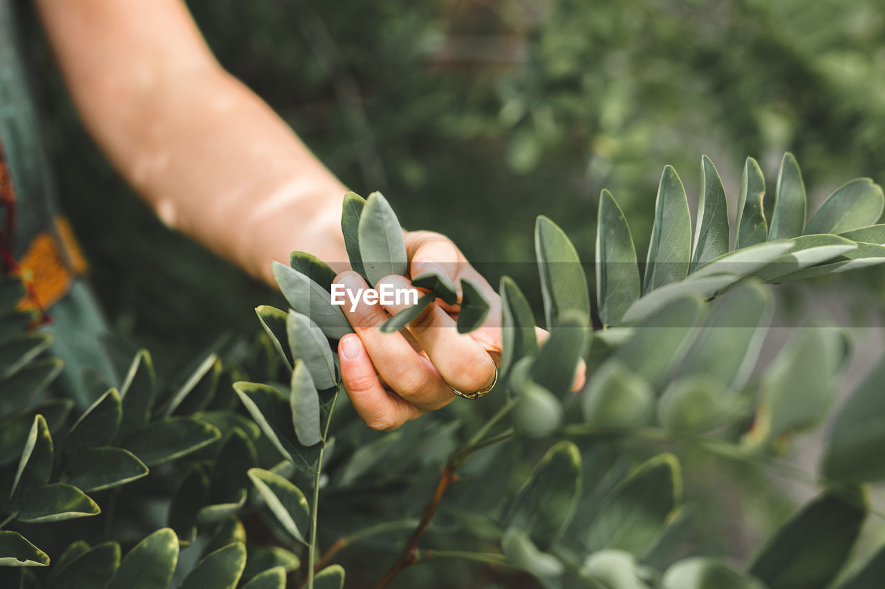 Cropped image of man holding plant