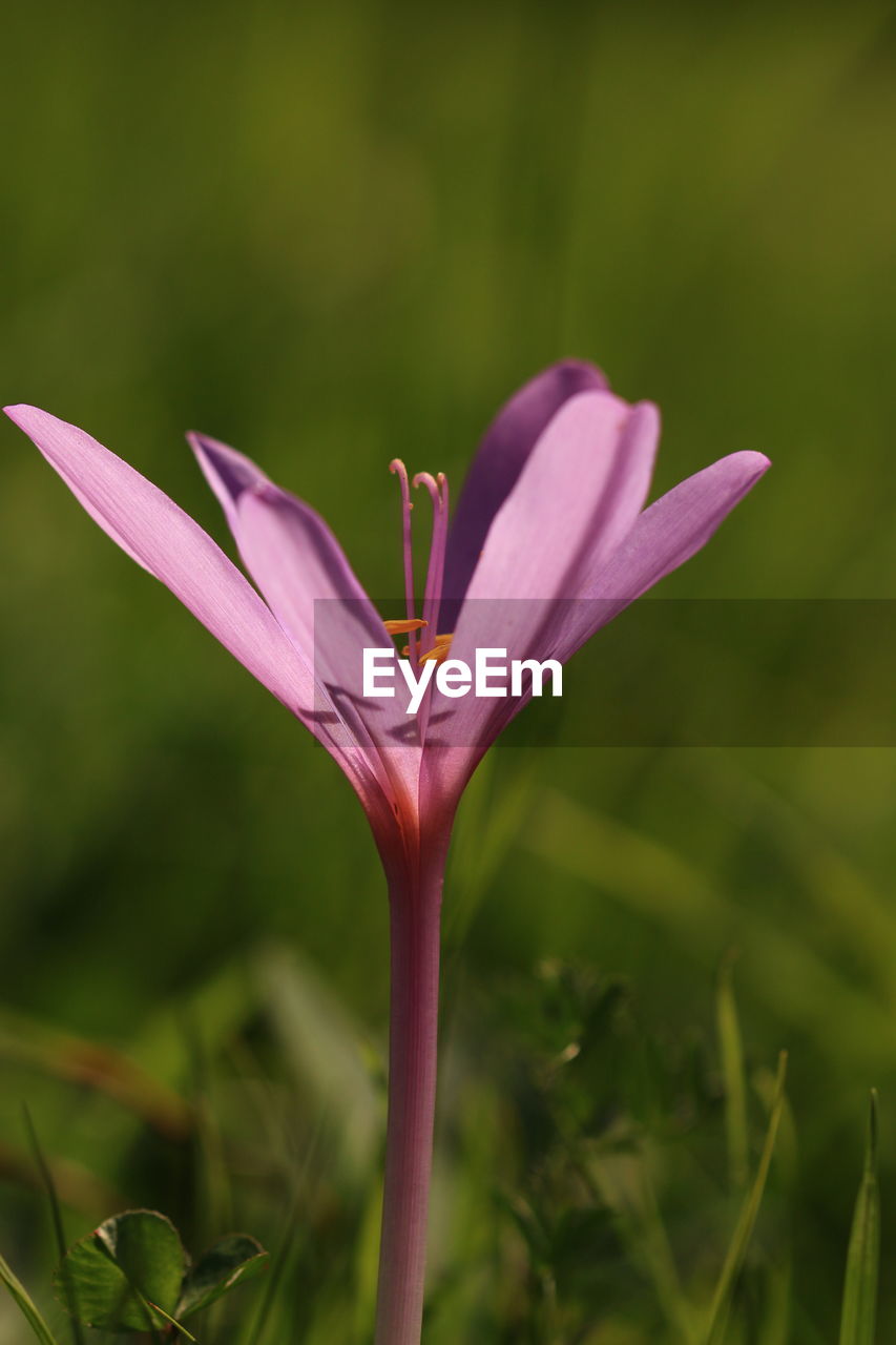 CLOSE-UP OF PINK FLOWERS