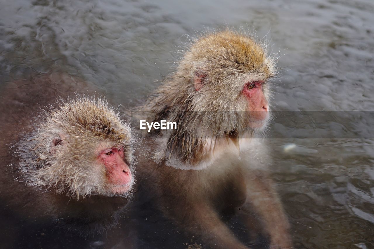 Monkeys in water