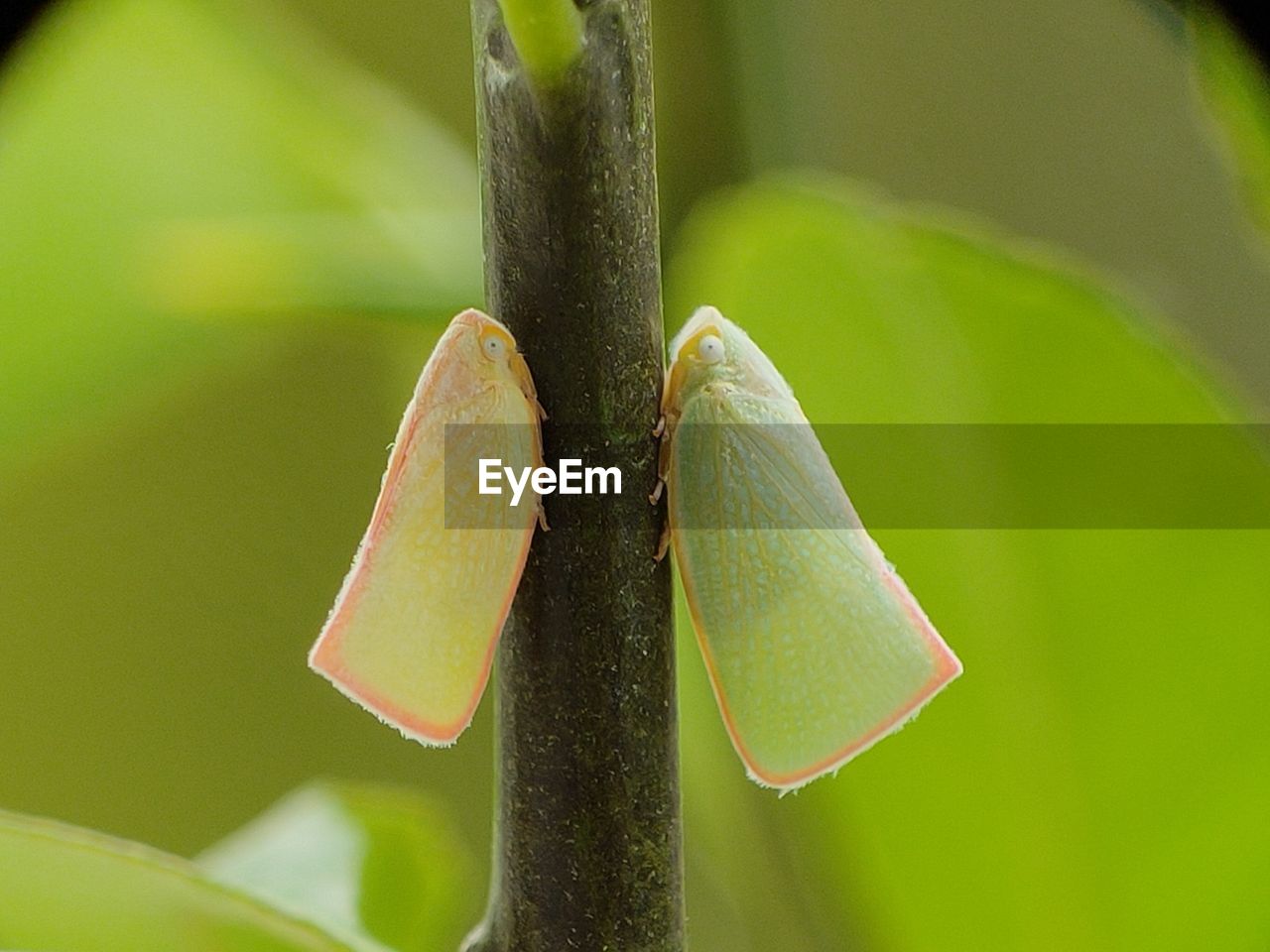 green, macro photography, close-up, leaf, yellow, plant stem, plant, insect, nature, plant part, no people, flower, animal themes, animal, animal wildlife, focus on foreground, moths and butterflies, beauty in nature, one animal, outdoors, growth, day, wildlife