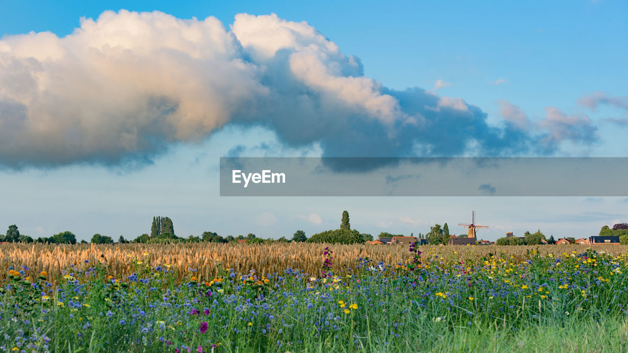 SCENIC VIEW OF FIELD AGAINST SKY AT DUSK