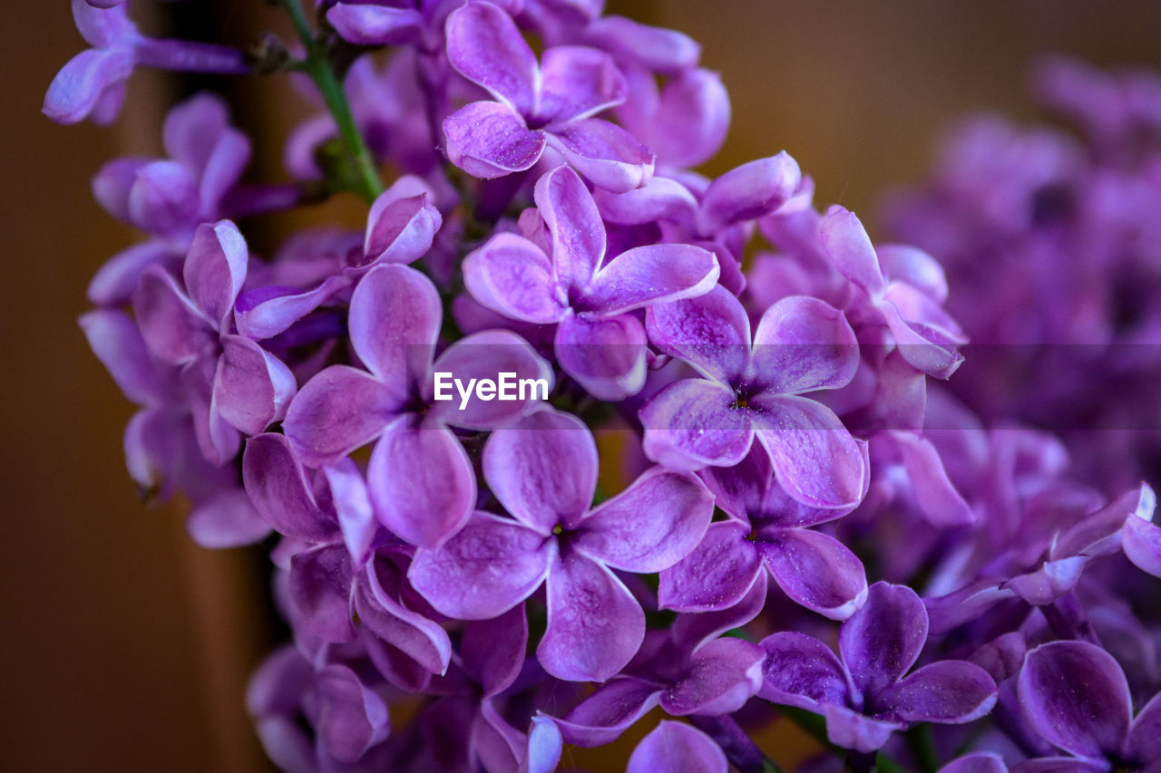 Close-up of purple flowering plant