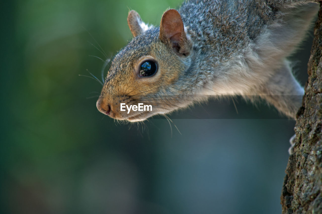 Close-up of squirrel