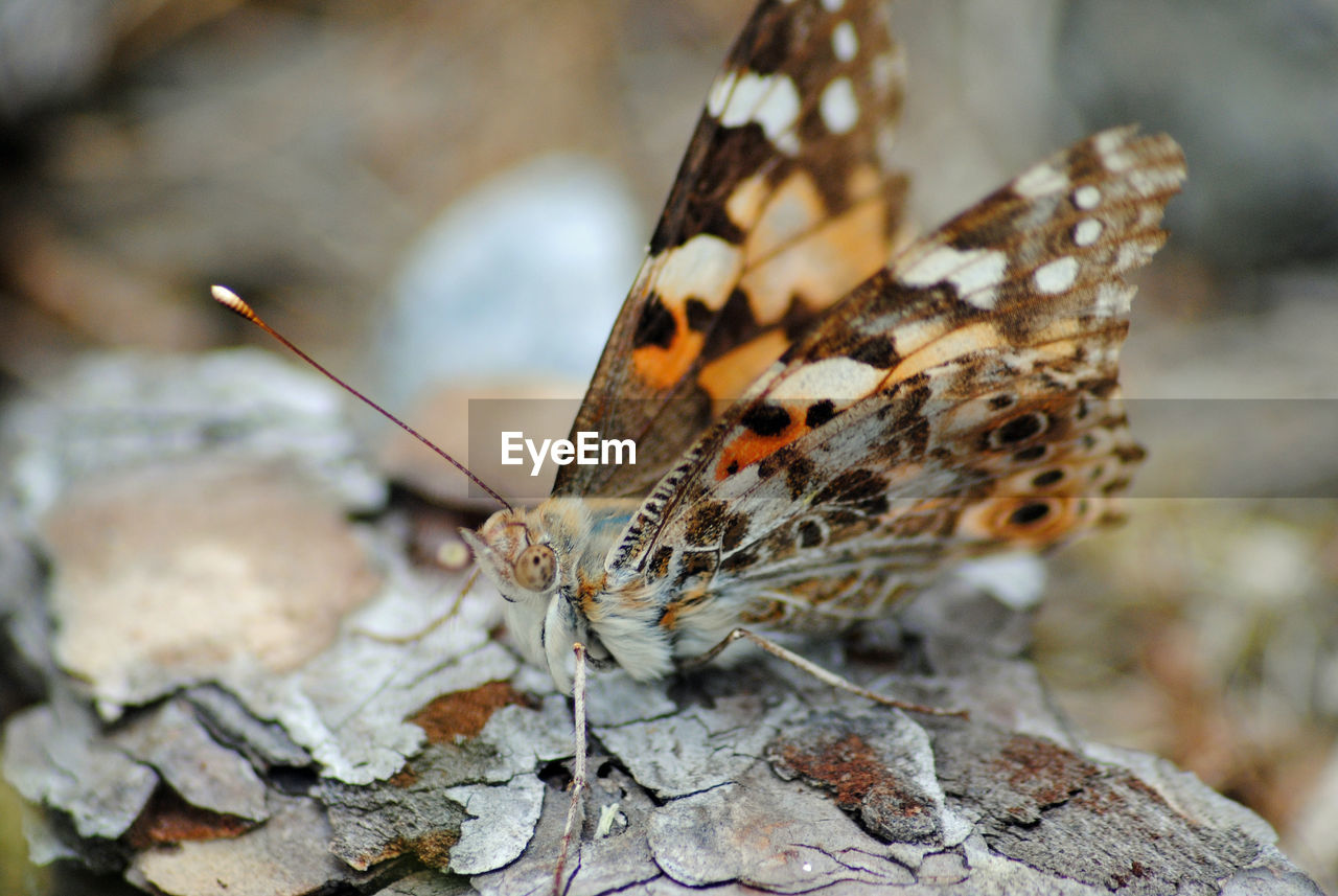 Close-up of butterfly perching on leaf