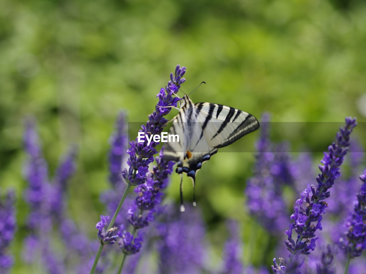 CLOSE-UP OF BUTTERFLY ON FLOWER