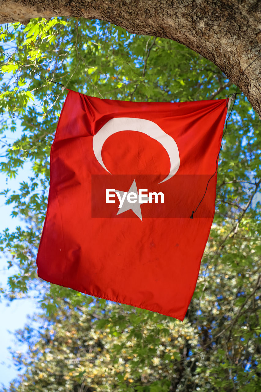 LOW ANGLE VIEW OF RED MAPLE LEAF AGAINST TREES