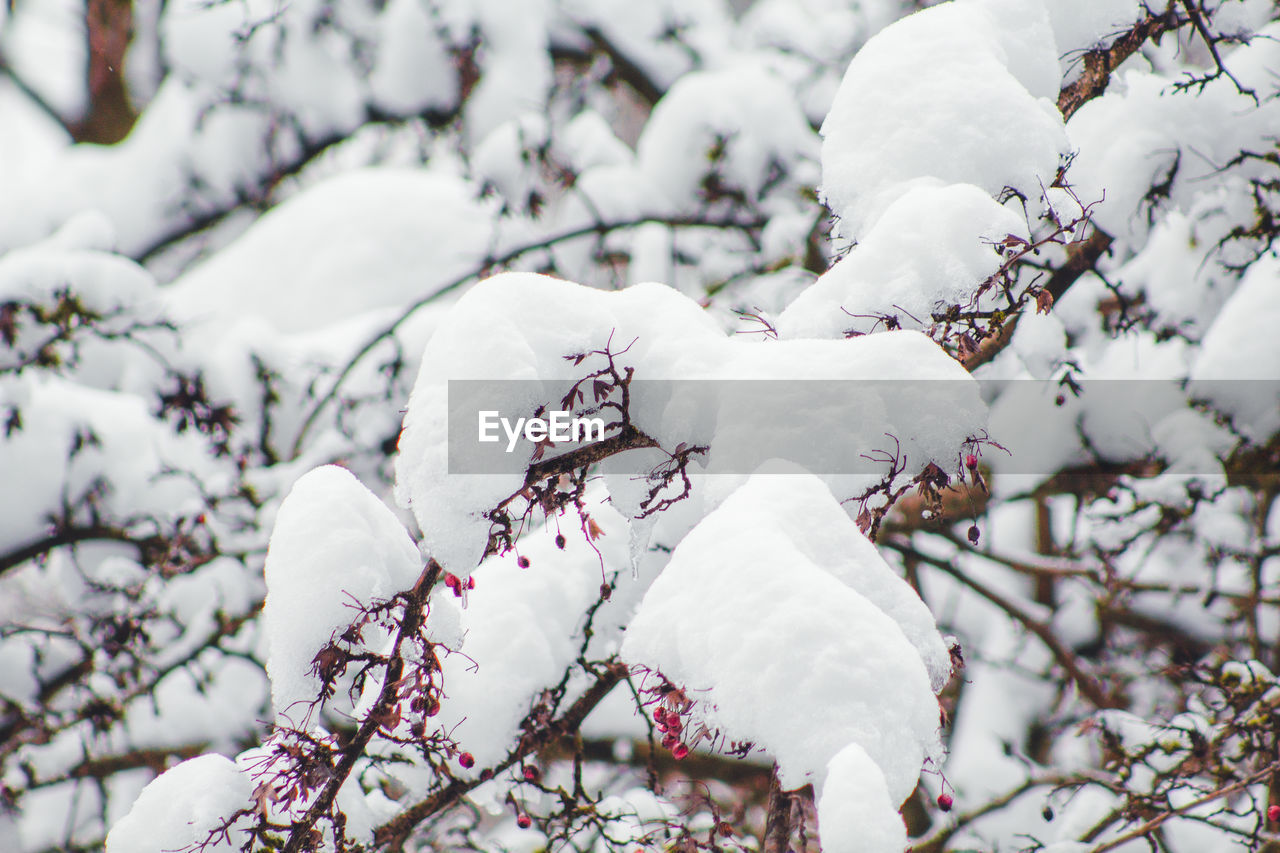 CLOSE-UP OF WHITE CHERRY BLOSSOM TREE