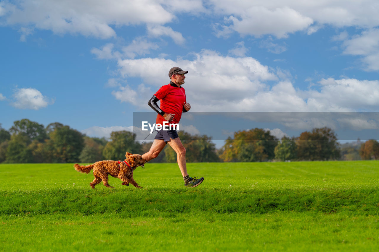 Active senior male and  pet labradoodle dog running in park on a sunny day in summer with copy space