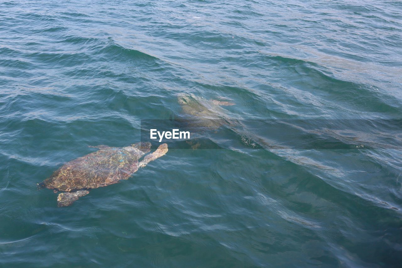 High angle view of turtle swimming in sea