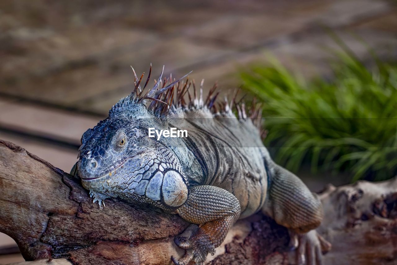 Close-up of lizard on a tree