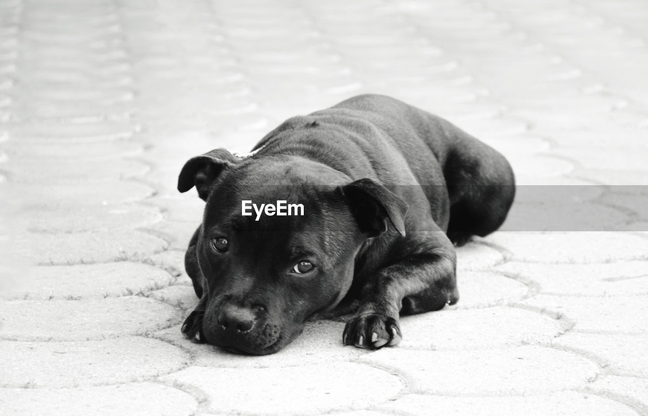 PORTRAIT OF A DOG RESTING ON FOOTPATH