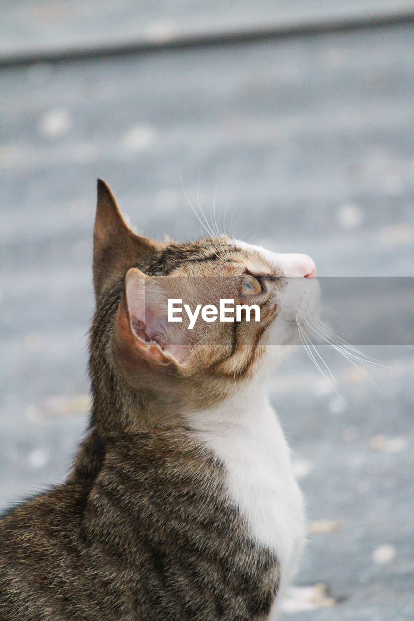 CLOSE-UP OF A CAT LOOKING AWAY OUTDOORS