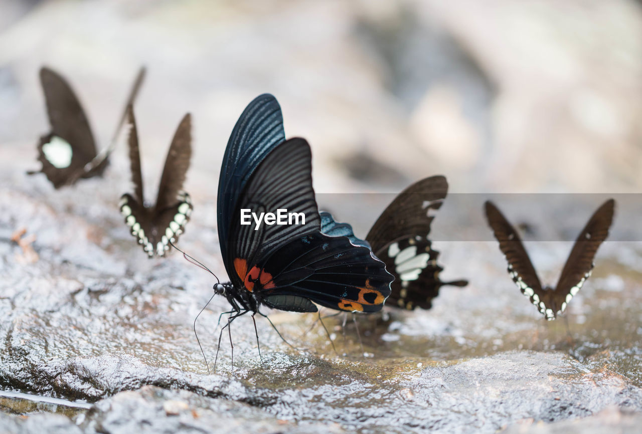 Close-up of butterfly on the ground