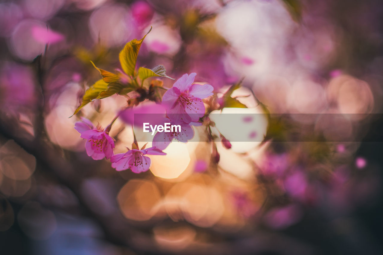 Close-up of pink cherry blossoms