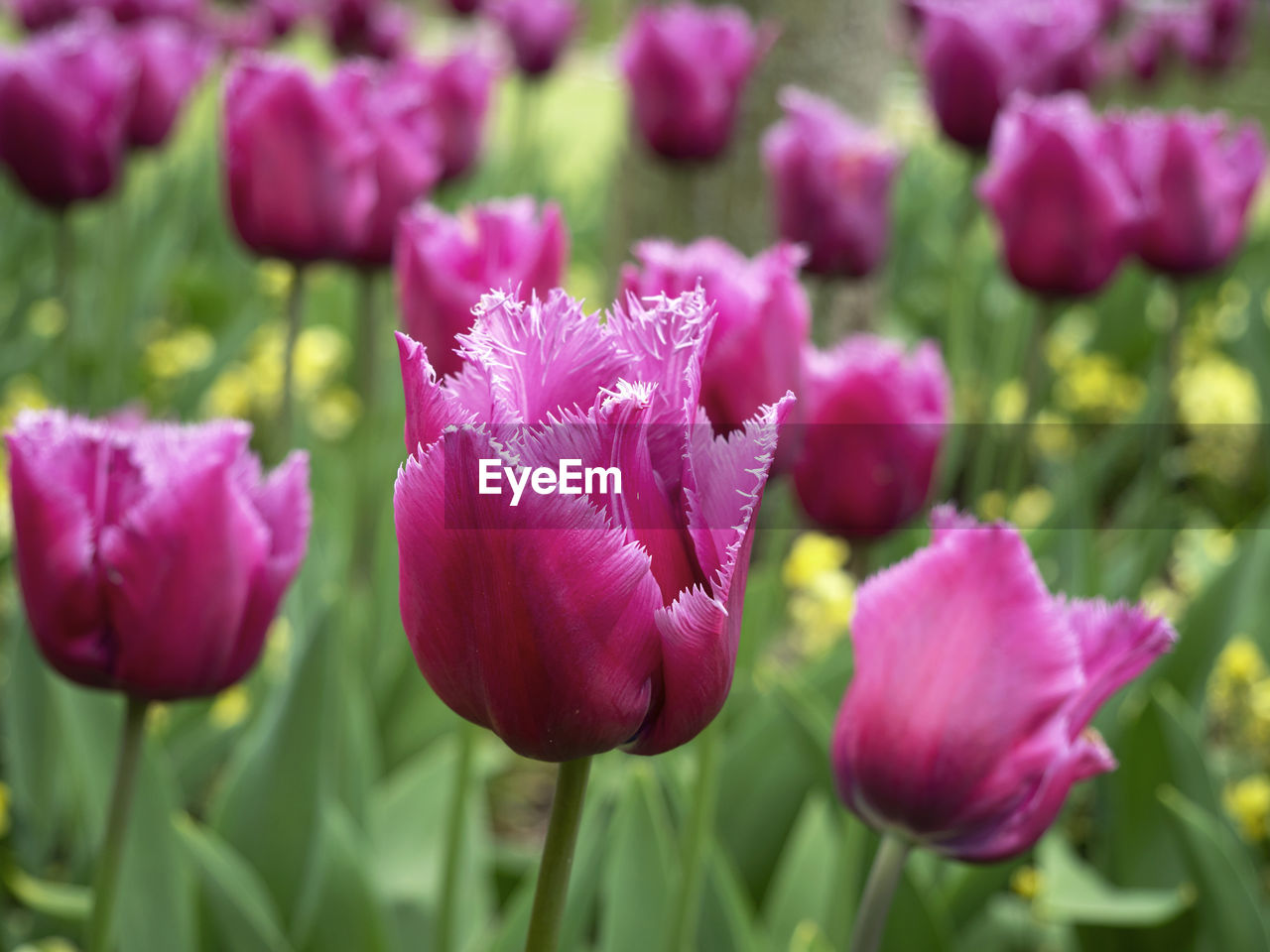 flower, flowering plant, plant, freshness, beauty in nature, tulip, close-up, pink, nature, petal, growth, fragility, flower head, purple, inflorescence, no people, springtime, focus on foreground, plant part, flowerbed, leaf, blossom, green, garden, outdoors, selective focus, field, magenta, day, botany, land, vibrant color, multi colored, plant stem, ornamental garden, landscape, summer, bud