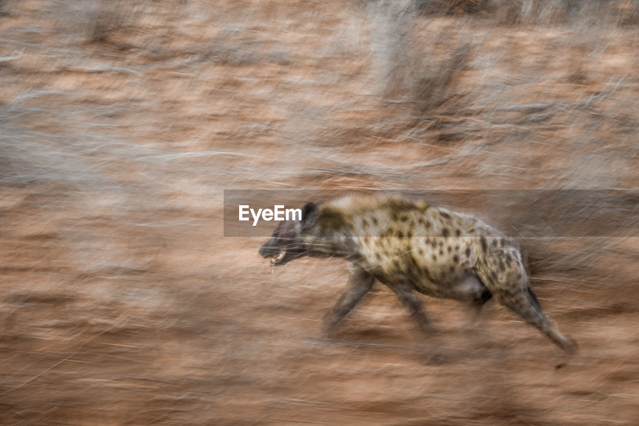 Hyena running in forest