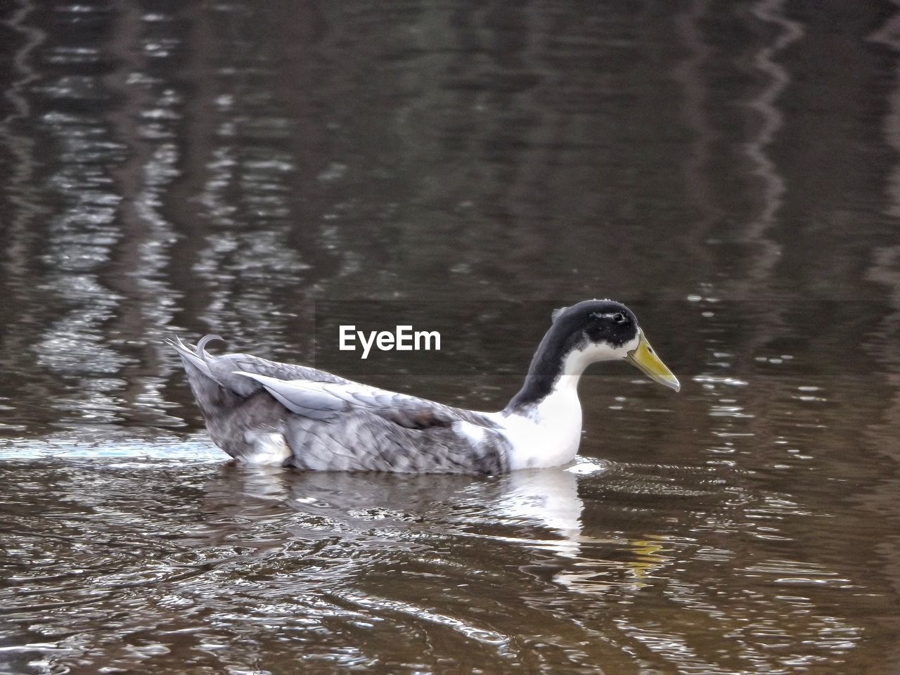 DUCKS SWIMMING ON LAKE