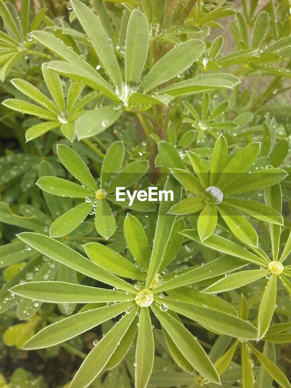 Close-up of water drops on leaf