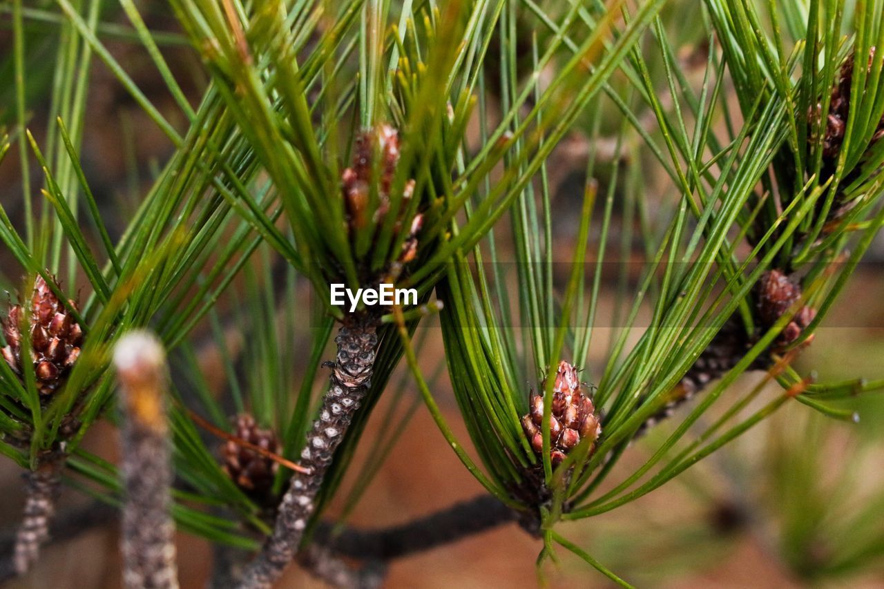CLOSE-UP OF PINE TREE
