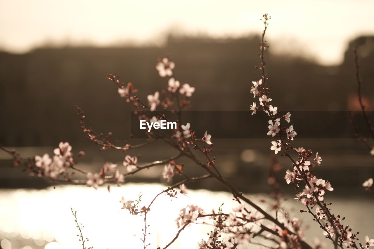 plant, flower, nature, beauty in nature, branch, morning, leaf, spring, flowering plant, tree, sunlight, sky, macro photography, winter, freshness, no people, close-up, blossom, tranquility, focus on foreground, springtime, outdoors, landscape, autumn, fragility, environment, growth, food and drink, scenics - nature, food, selective focus, land, cherry blossom, tranquil scene, day, twig, sun, back lit, rural scene, twilight, frost, grass