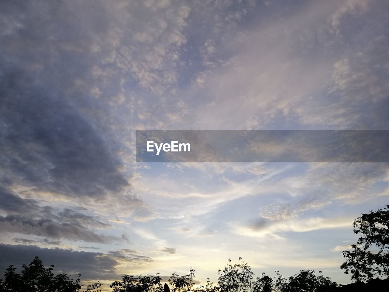 LOW ANGLE VIEW OF TREES AGAINST SKY DURING SUNSET