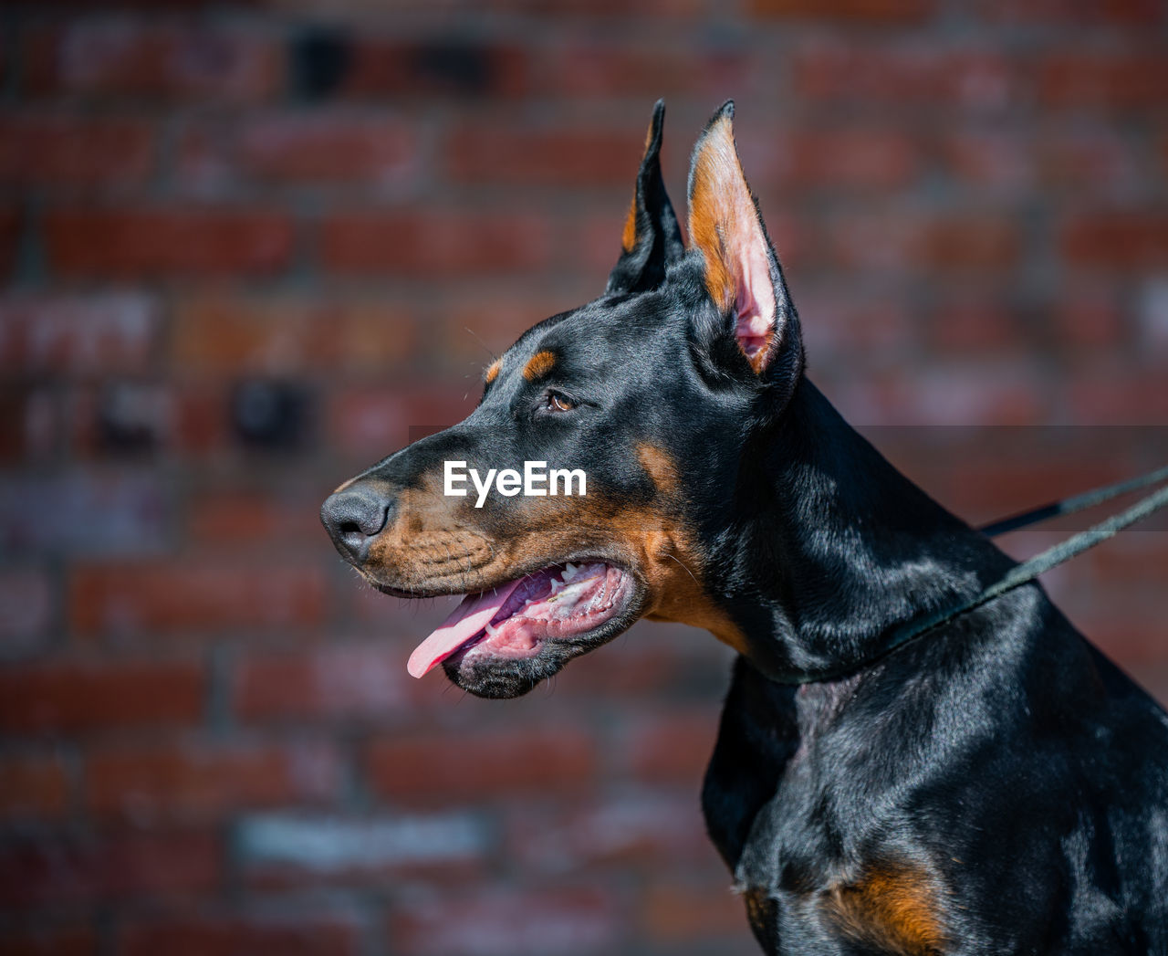 Close-up of a dog looking away